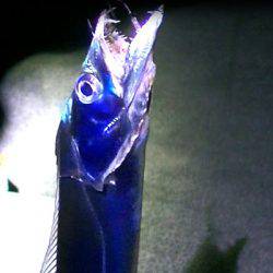 石津浜でアオリイカ、湾内で太刀魚